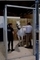 Pony Measuring - 1st of October